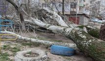 У Херсоні на дитину впало дерево через сильний вітер У Херсоні на дитину впало дерево через сильний вітер