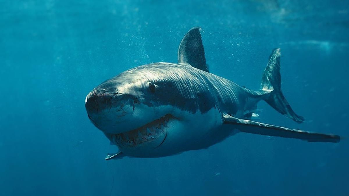 Облаяв і побив, – пенсіонер розповів, як врятувався від білої акули
