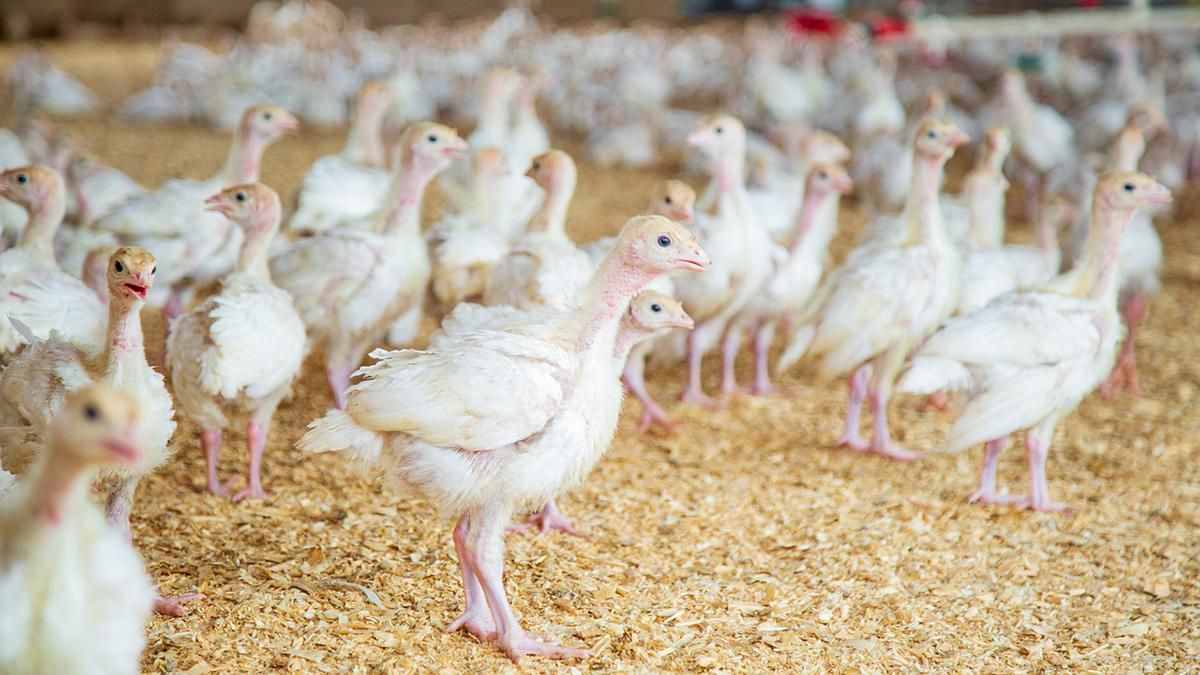 Украина вошла в тройку ведущих экспортеров мяса птицы в ЕС