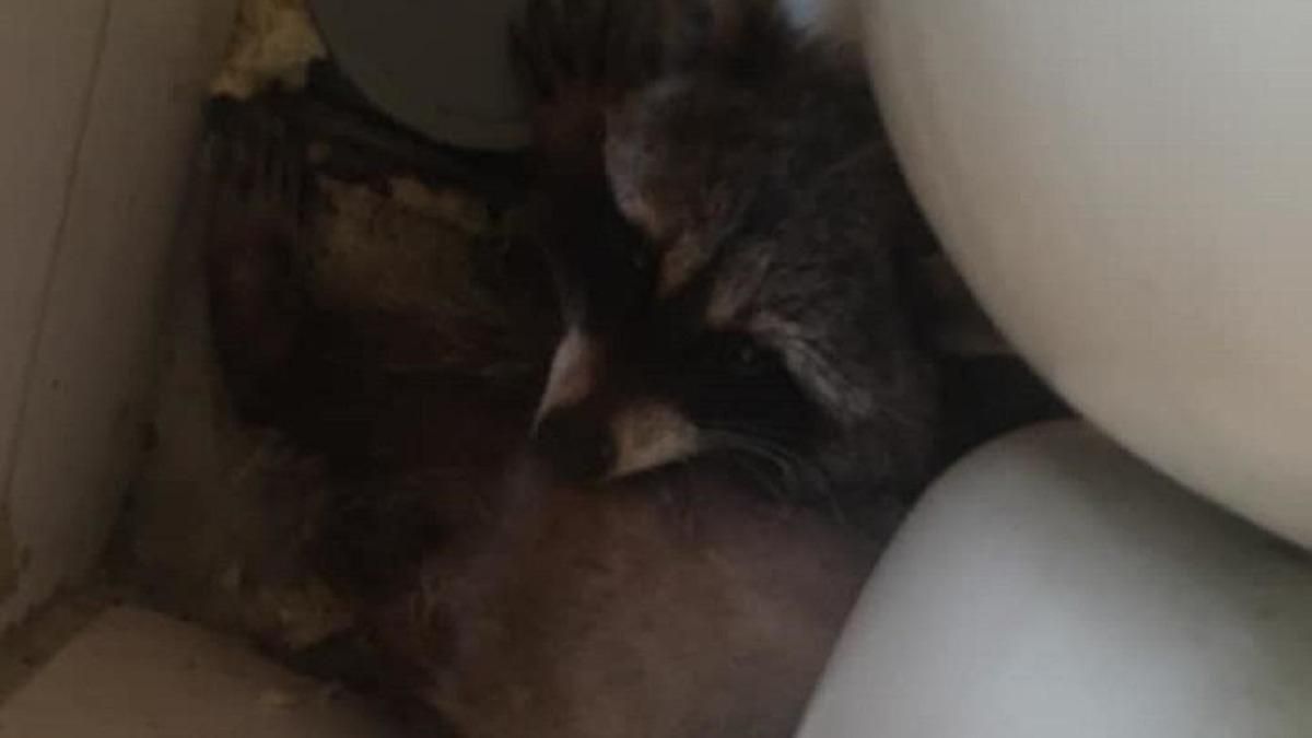 Зоозащитники выкупили енота, которого кормили собачьим кормом Зоозащитники выкупили енота, которого кормили собачьим кормом