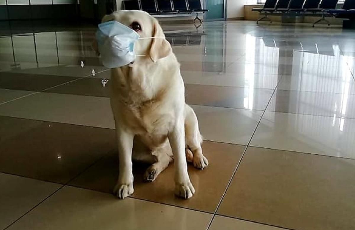 Прикордонних песиків одягли у захисні маски через коронавірус: кумедні фото