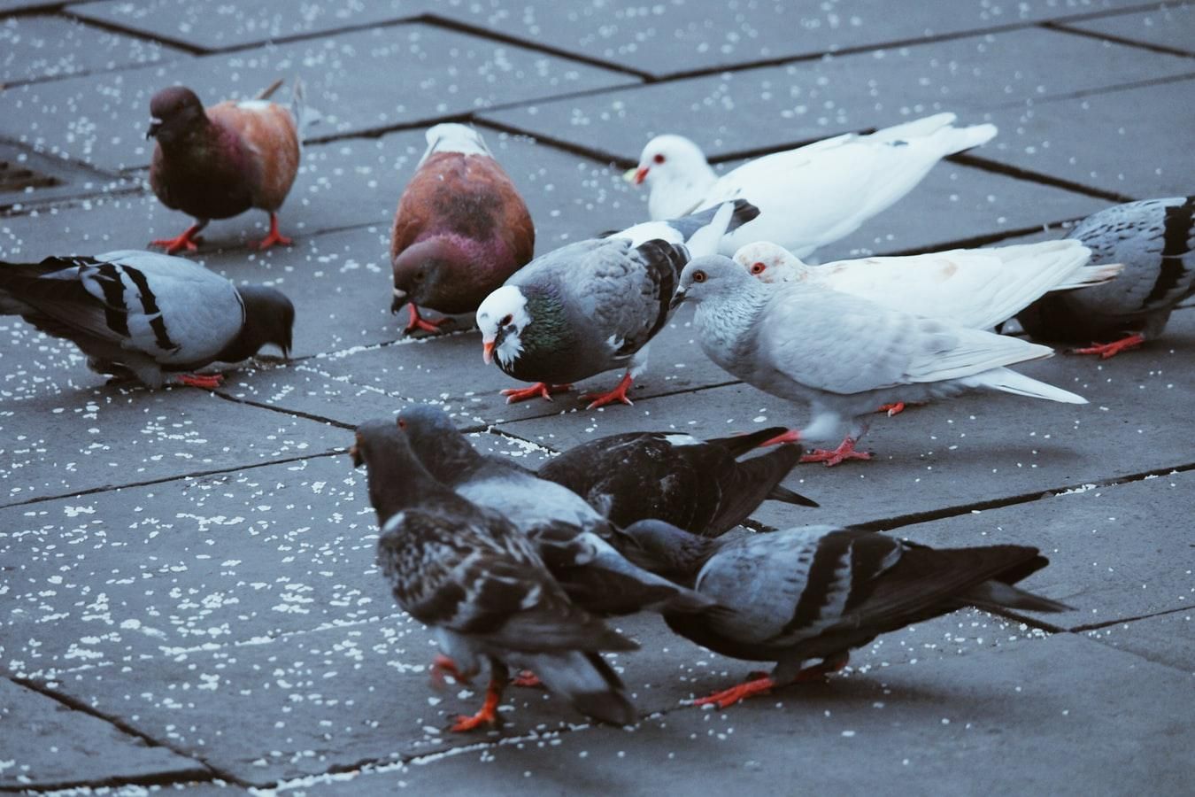 На сайті пошуку роботи з'явилася кумедна вакансія відлякувача голубів