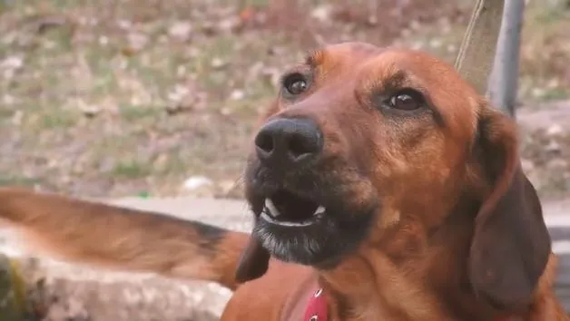 На Львівщині хлопець врятував собаку На Львівщині хлопець врятував собаку