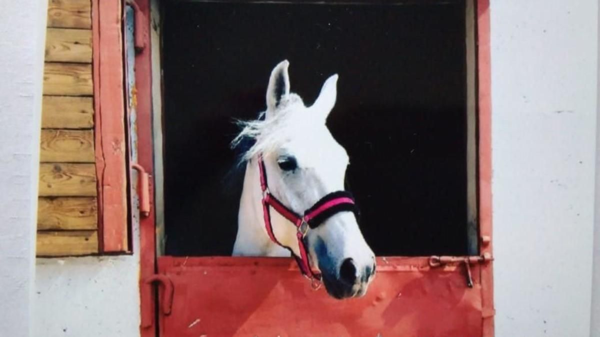 На Харківщині вкрали чотирьох коней: правоохоронці з’ясовують всі обставини
