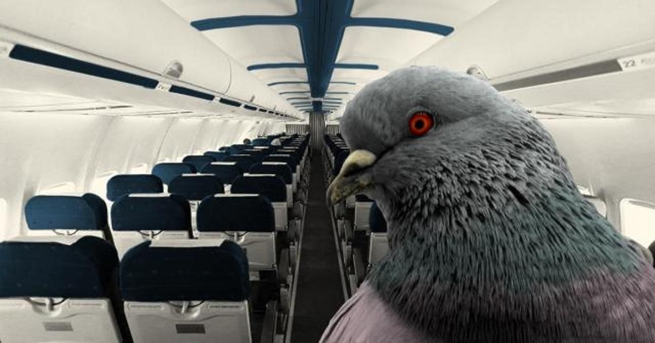 В Индии на борт самолета проник голубь: птица устроила в салоне хаос – видео