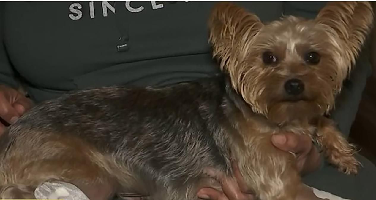 У США собака мініатюрної породи врятував дівчину від грабіжників У США собака мініатюрної породи врятував дівчину від грабіжників