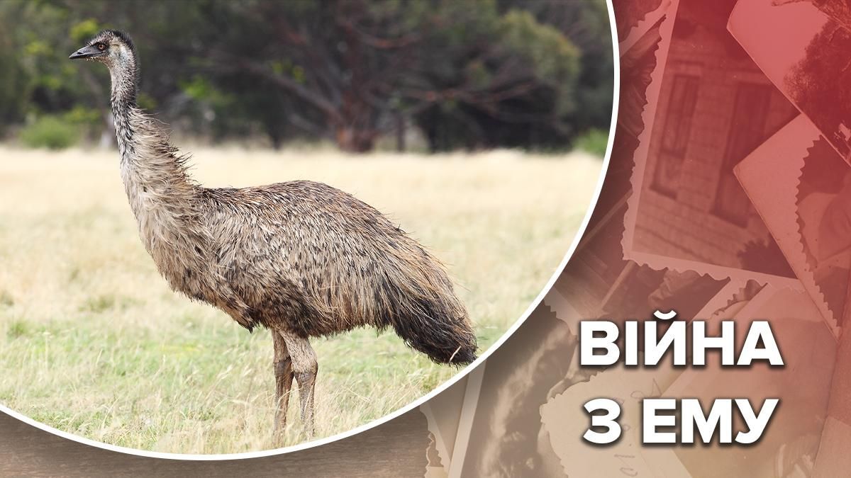 Масштабне нашестя ему в Австралії: як австралійські солдати боролися проти птахів Масштабне нашестя ему в Австралії: як австралійські солдати боролися проти птахів