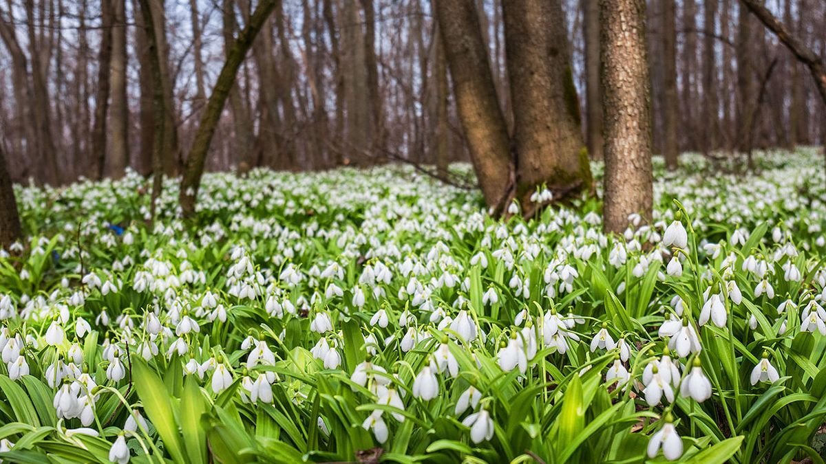 Погода 5 березня 2020 Україна – що обіцяють синоптики Погода 5 березня 2020 Україна – що обіцяють синоптики