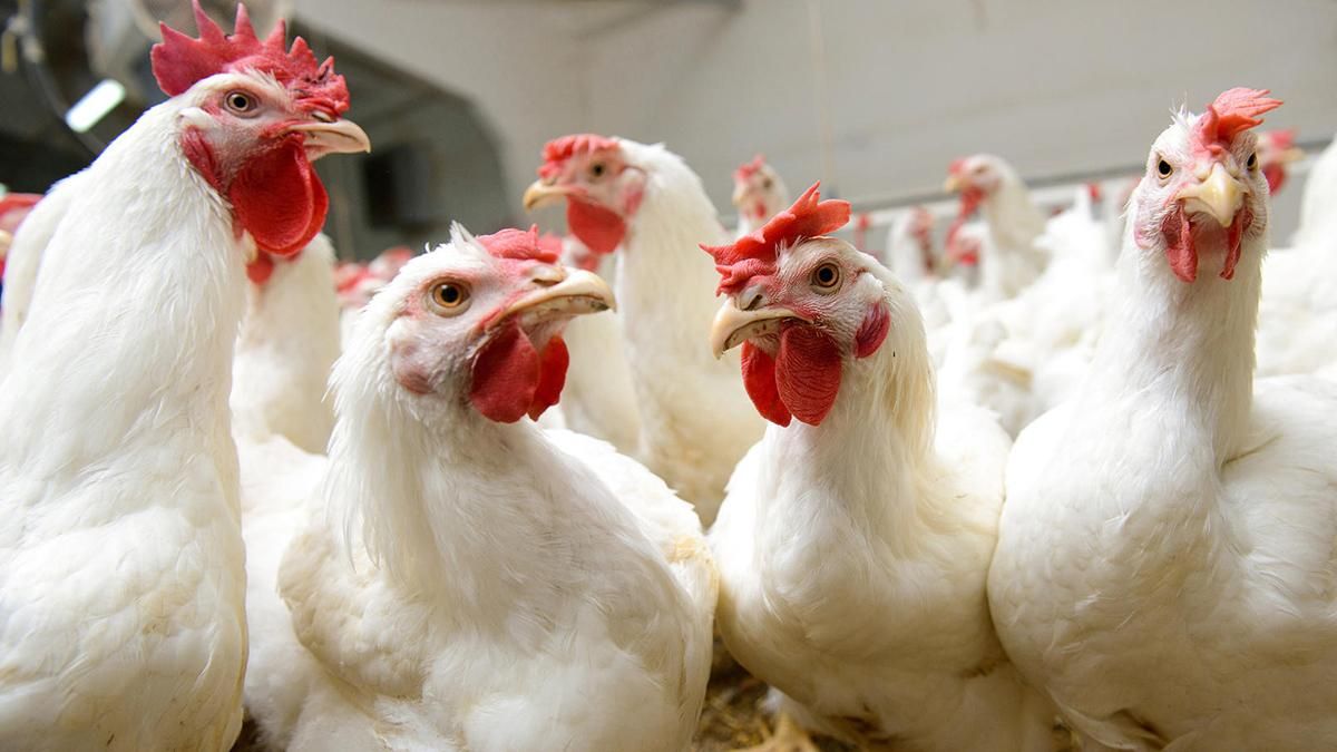 ЕС отменил запрет на экспорт украинской курятины