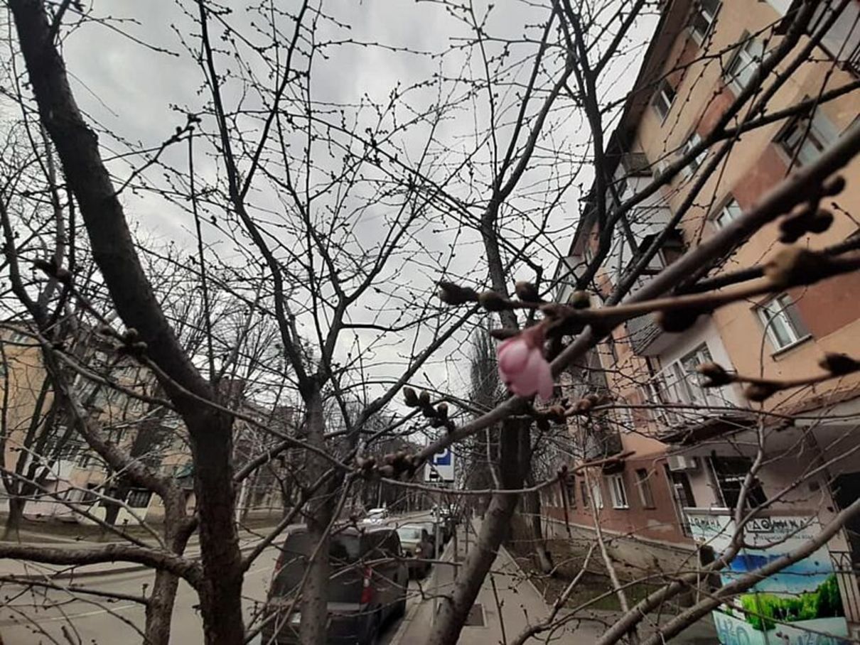 Удивительно: в Виннице уже зацвели сакуры – видео