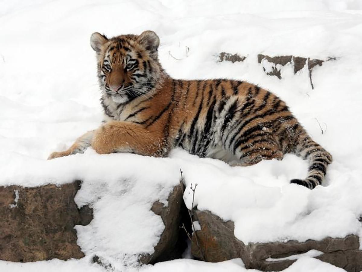 В Одессе покажут редкого тигренка из Красной книги: трогательные фото и видео