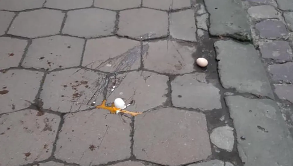 яйця яйця