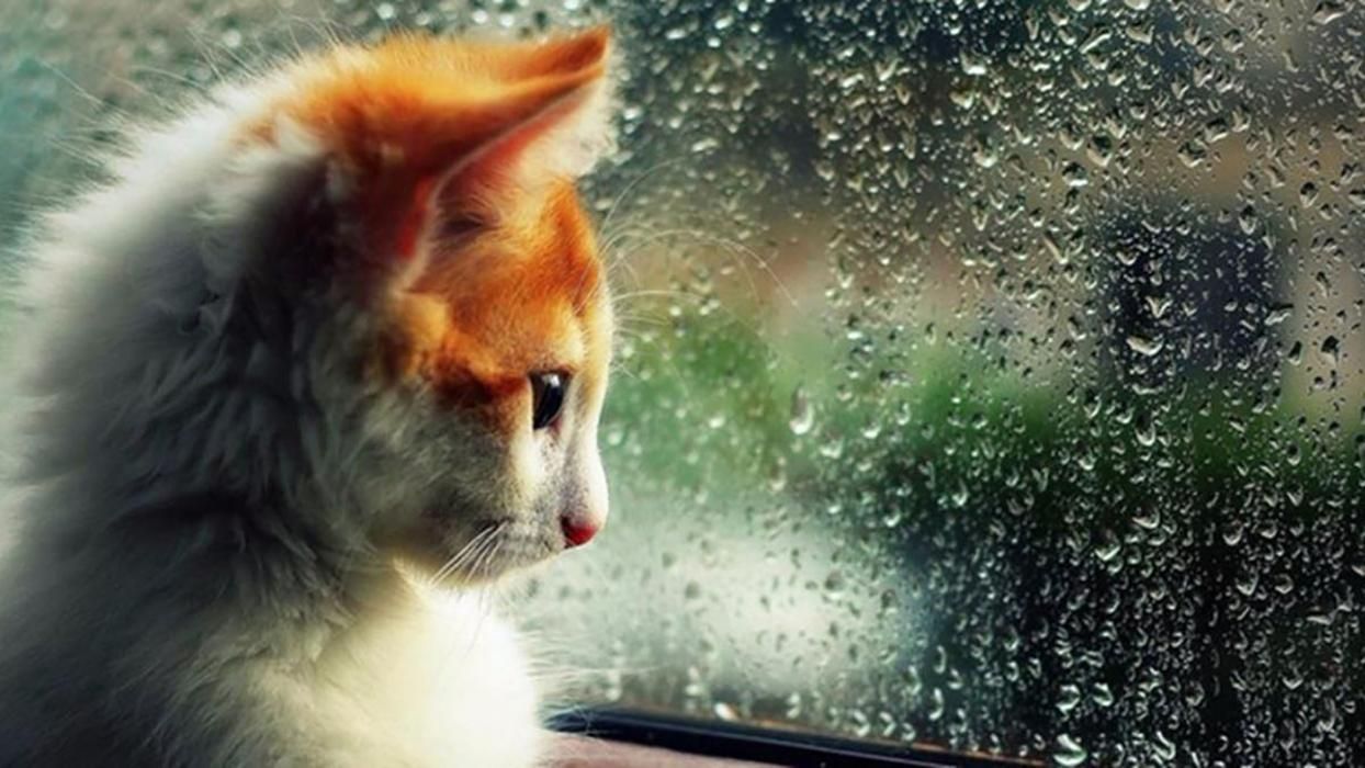 Погода 11 березня 2020 Україна – що обіцяють синоптики Погода 11 березня 2020 Україна – що обіцяють синоптики