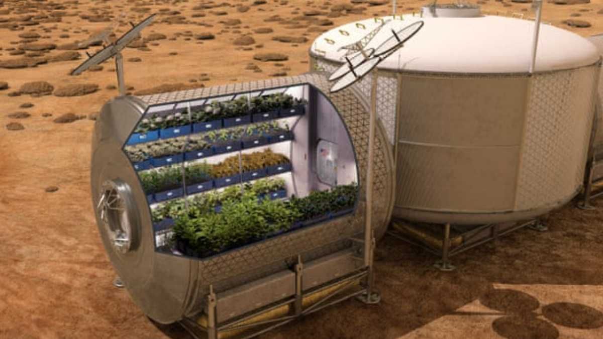 На МКС вырастили салат: какова цель эксперимента
