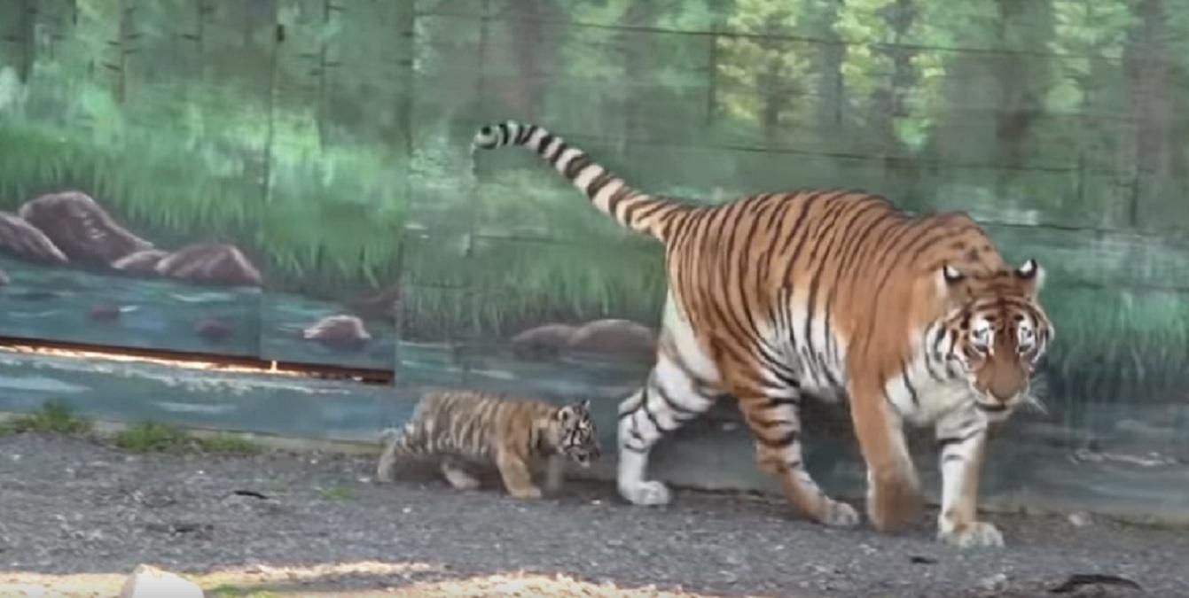 В Одесском зоопарке тигрица Натали впервые показала своего малыша: трогательное видео В Одесском зоопарке тигрица Натали впервые показала своего малыша: трогательное видео