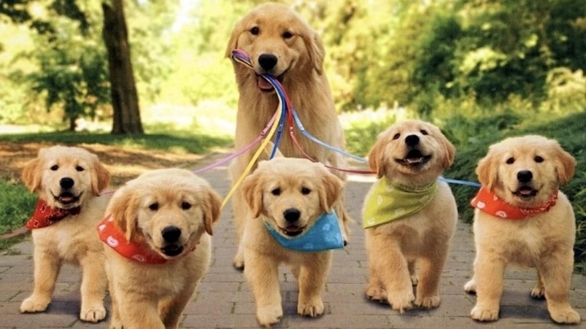 Іспанці вигадали спосіб обійти карантин: вигулюють іграшкових собак Іспанці вигадали спосіб обійти карантин: вигулюють іграшкових собак