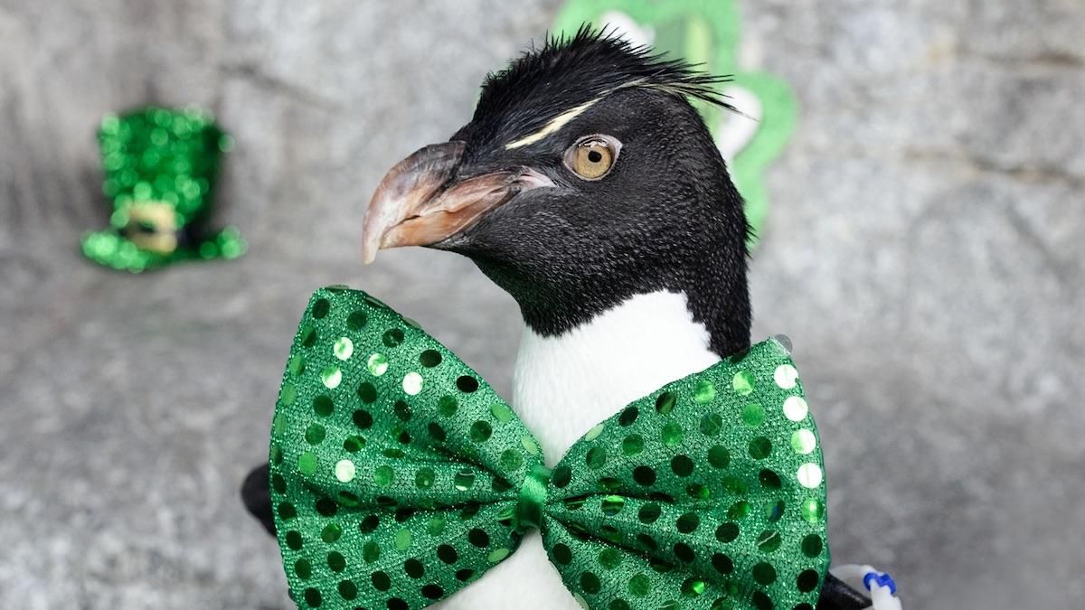 У Чикаго закрили океанаріум для відвідувачів, а пінгвінів випустили з вольєрів: курйозні відео У Чикаго закрили океанаріум для відвідувачів, а пінгвінів випустили з вольєрів: курйозні відео