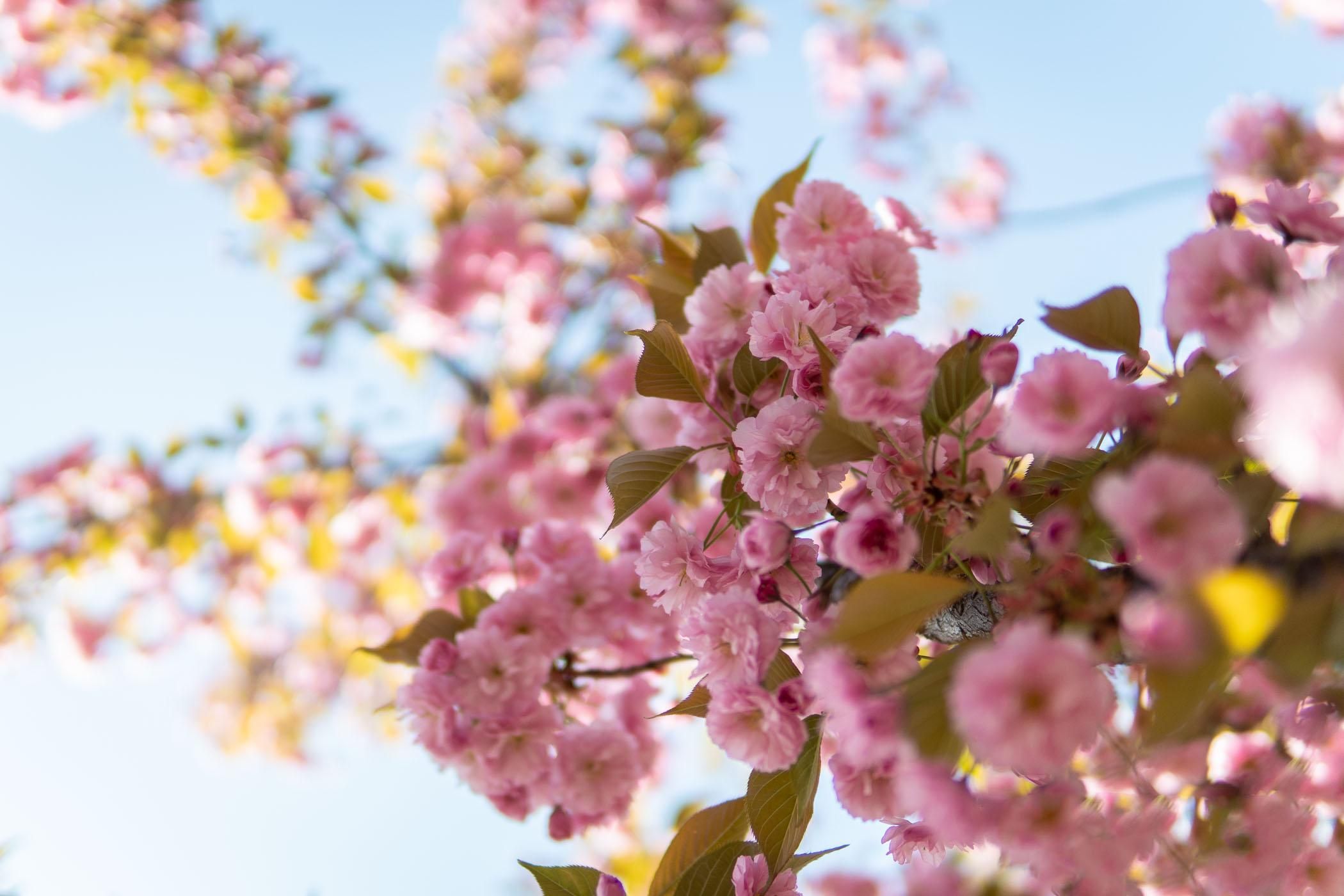 Карантин 2020: лайфхаки, як радіти весні Карантин 2020: лайфхаки, як радіти весні