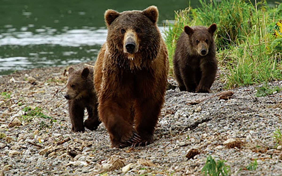 В Украине зимой родилось до 50 медвежат: фото