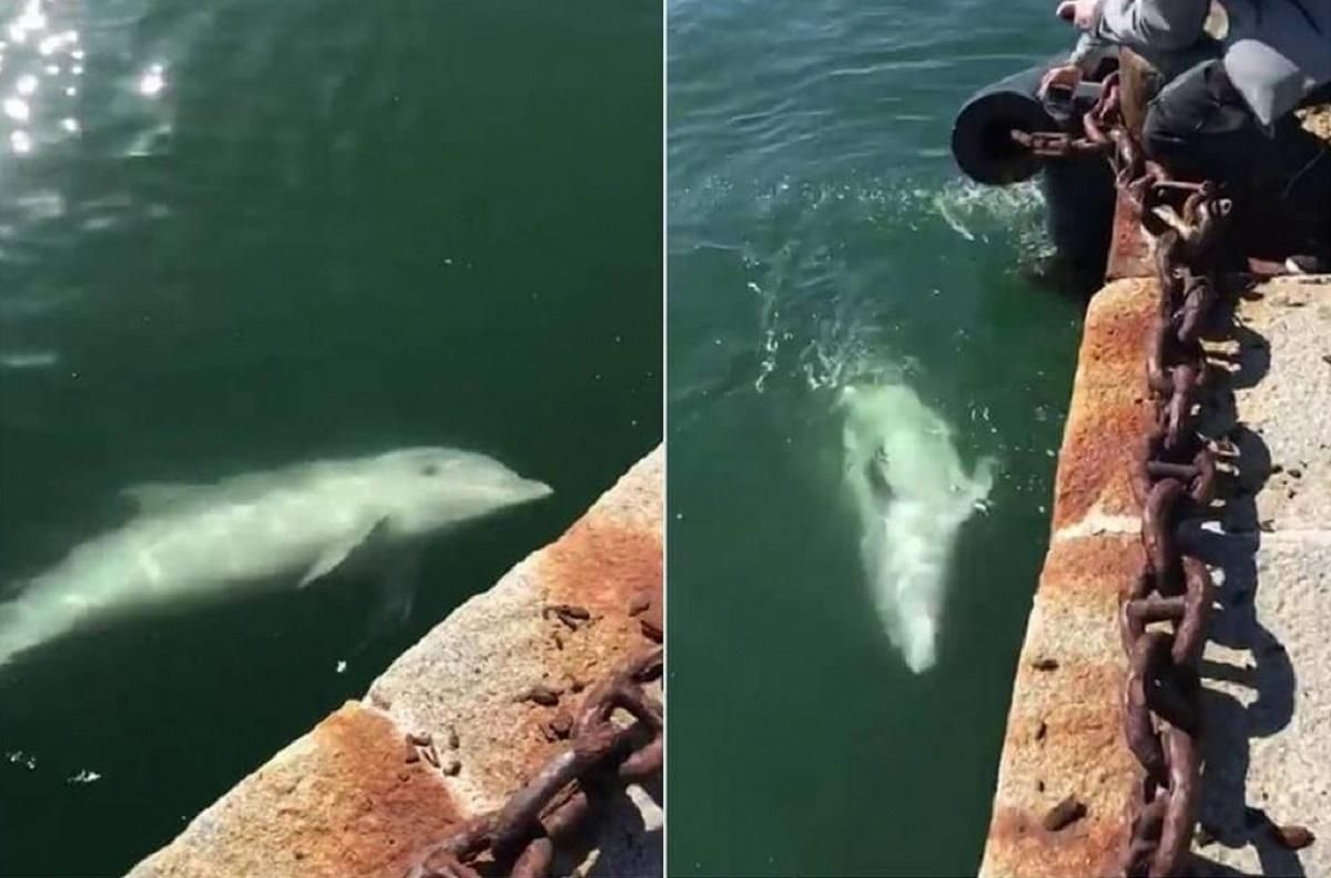 Дельфіни у Венеції – символ оновлення 
