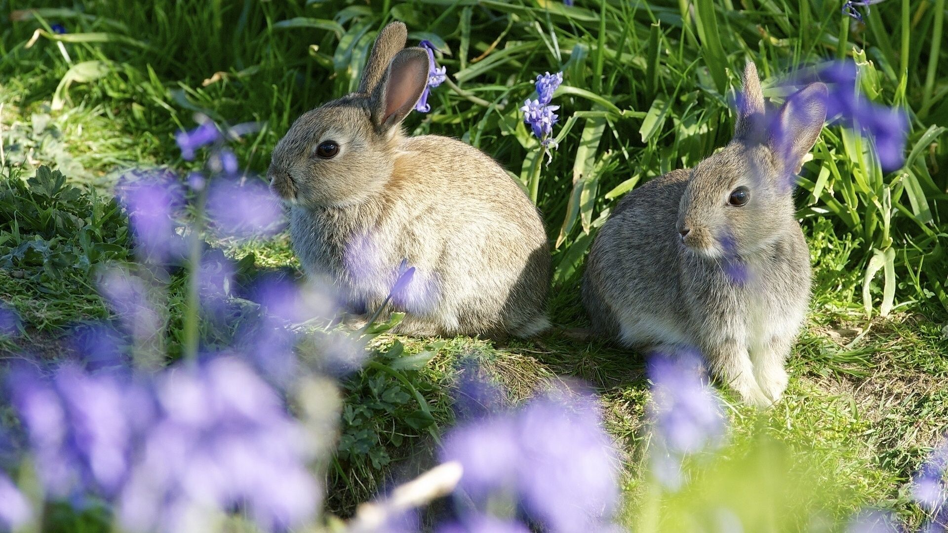 В парках Милана стало больше зайцев: милые фото