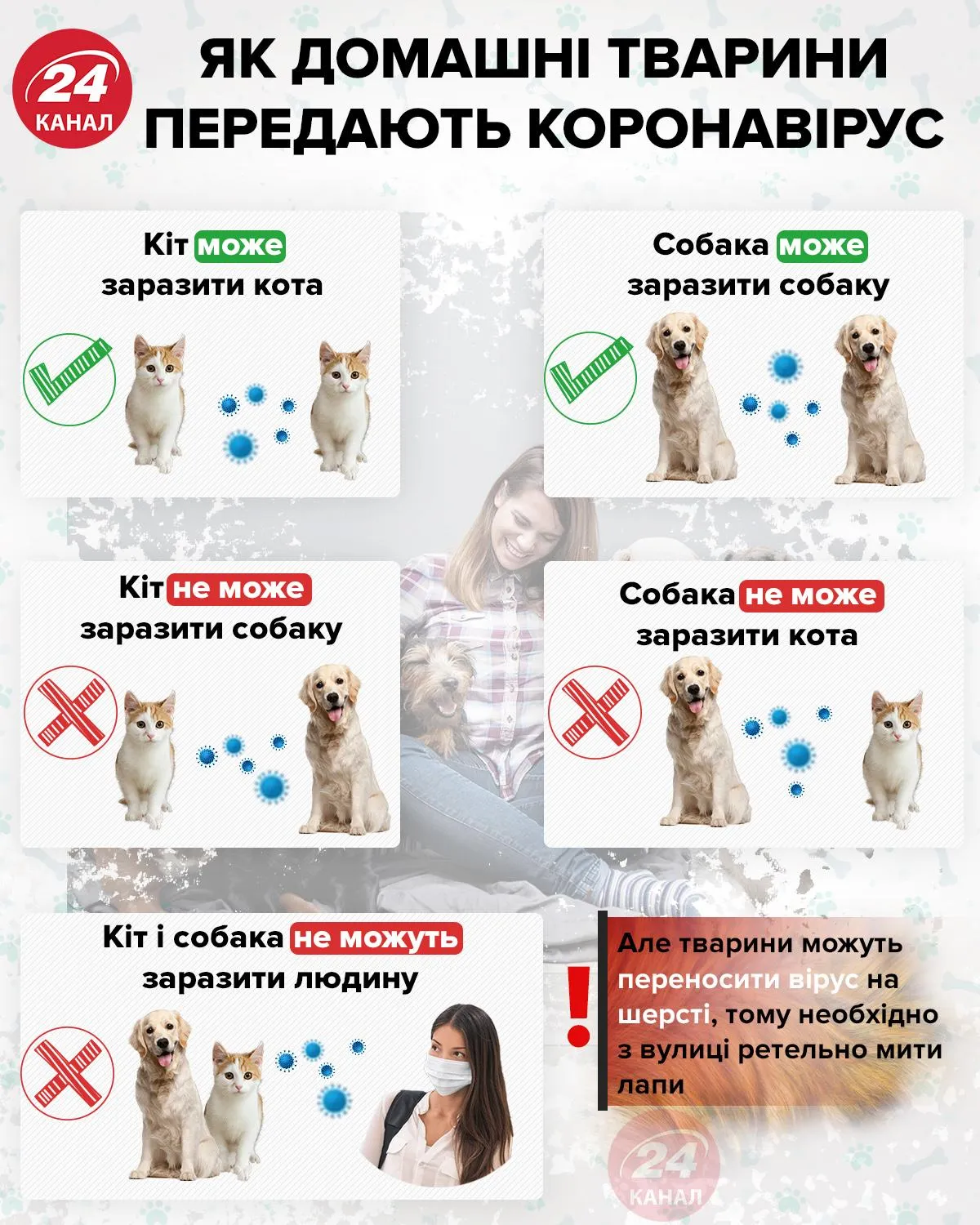 домашні тварини коти собаки коронавірус