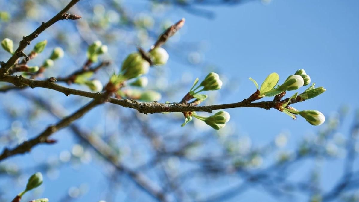 Погода 25 березня 2020 Україна – що обіцяють синоптики Погода 25 березня 2020 Україна – що обіцяють синоптики