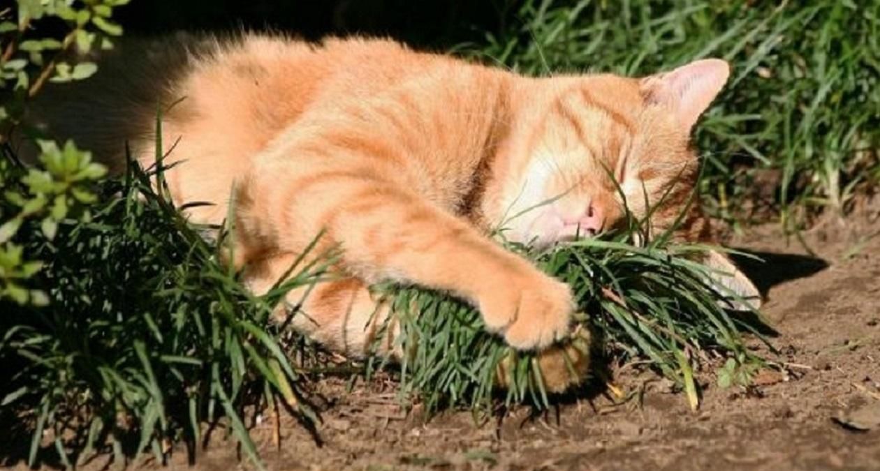 Погода 26 березня 2020 Україна – що обіцяють синоптики Погода 26 березня 2020 Україна – що обіцяють синоптики