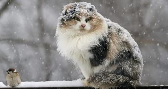 Прогноз погоды на 30 марта: в Украину идет значительное похолодание и снег