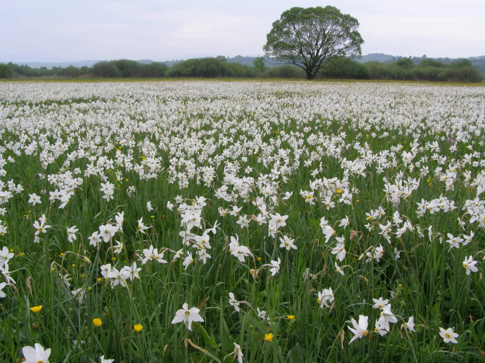 долина нарцисів долина нарцисів