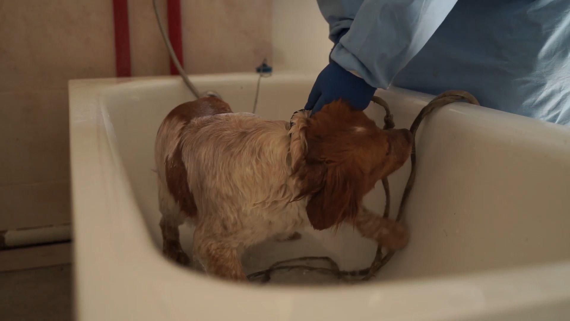 Період пандемії: як проводять дезінфекцію службових тварин Період пандемії: як проводять дезінфекцію службових тварин