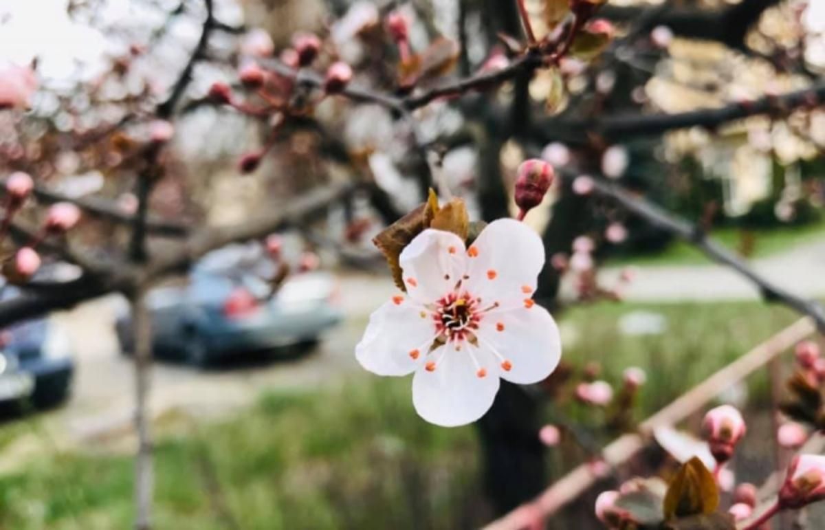 На Закарпатті розцвіли сакури та магнолії: фото і відео На Закарпатті розцвіли сакури та магнолії: фото і відео