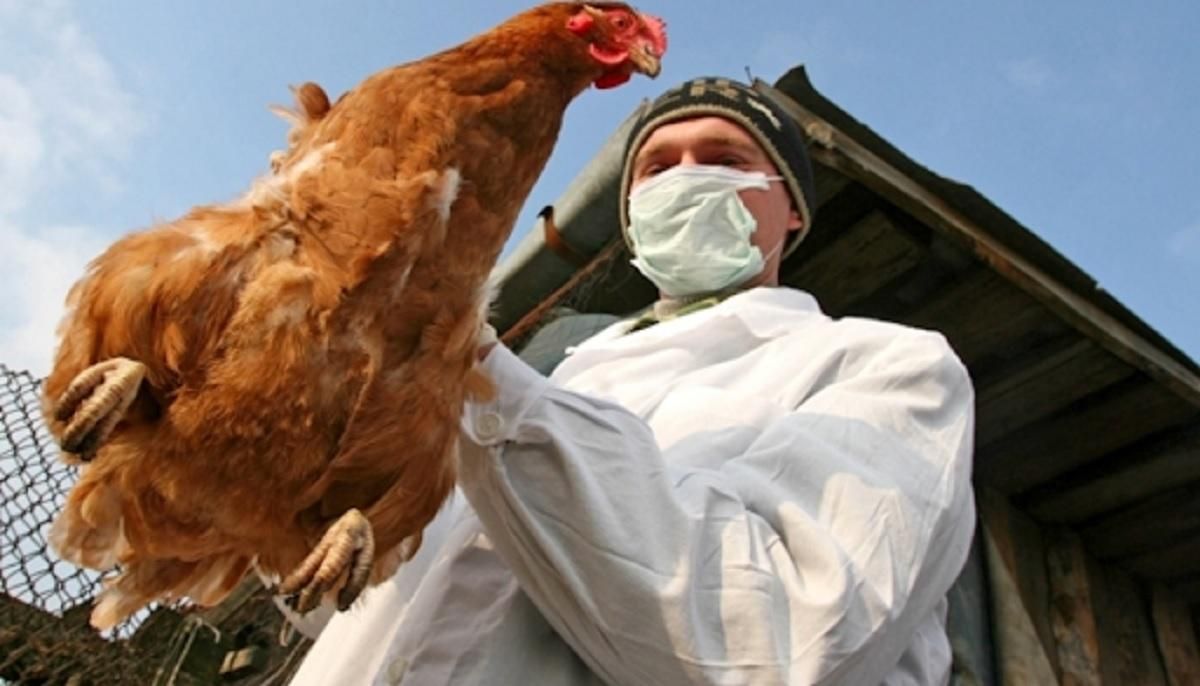 Несколько стран сняли с Украины ограничения на экспорт мяса птицы: список