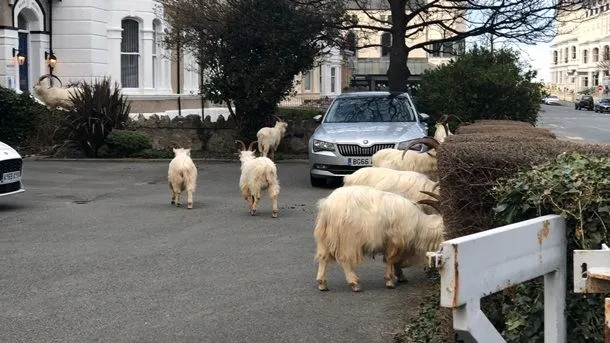 кози в Уельсі