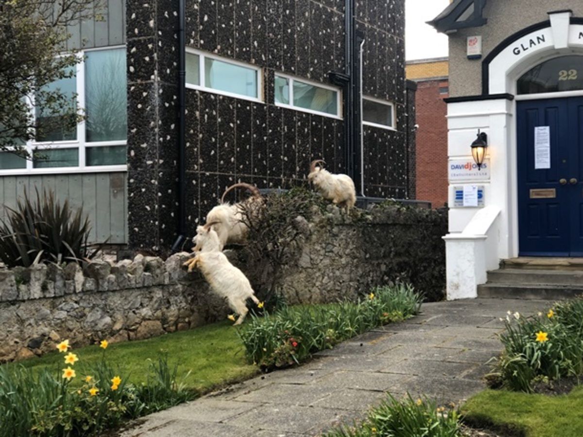 В Великобритании, в Уэльсе козы пришли в город из-за карантина - 24 Канал В Великобритании, в Уэльсе козы пришли в город из-за карантина - 24 Канал