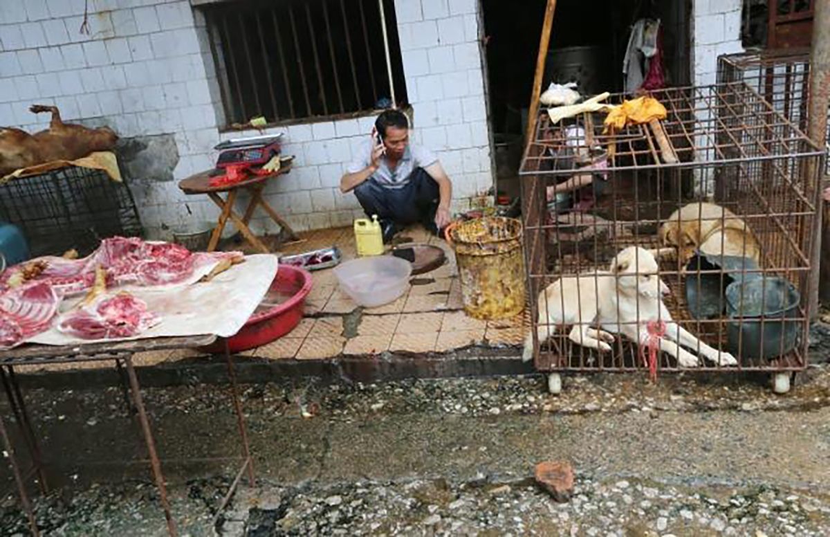 Первый китайский город запретит есть кошек и собак: как будут наказывать нарушителей