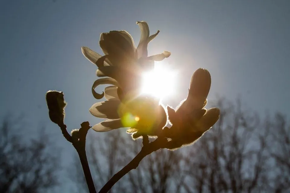 магнолія магнолія