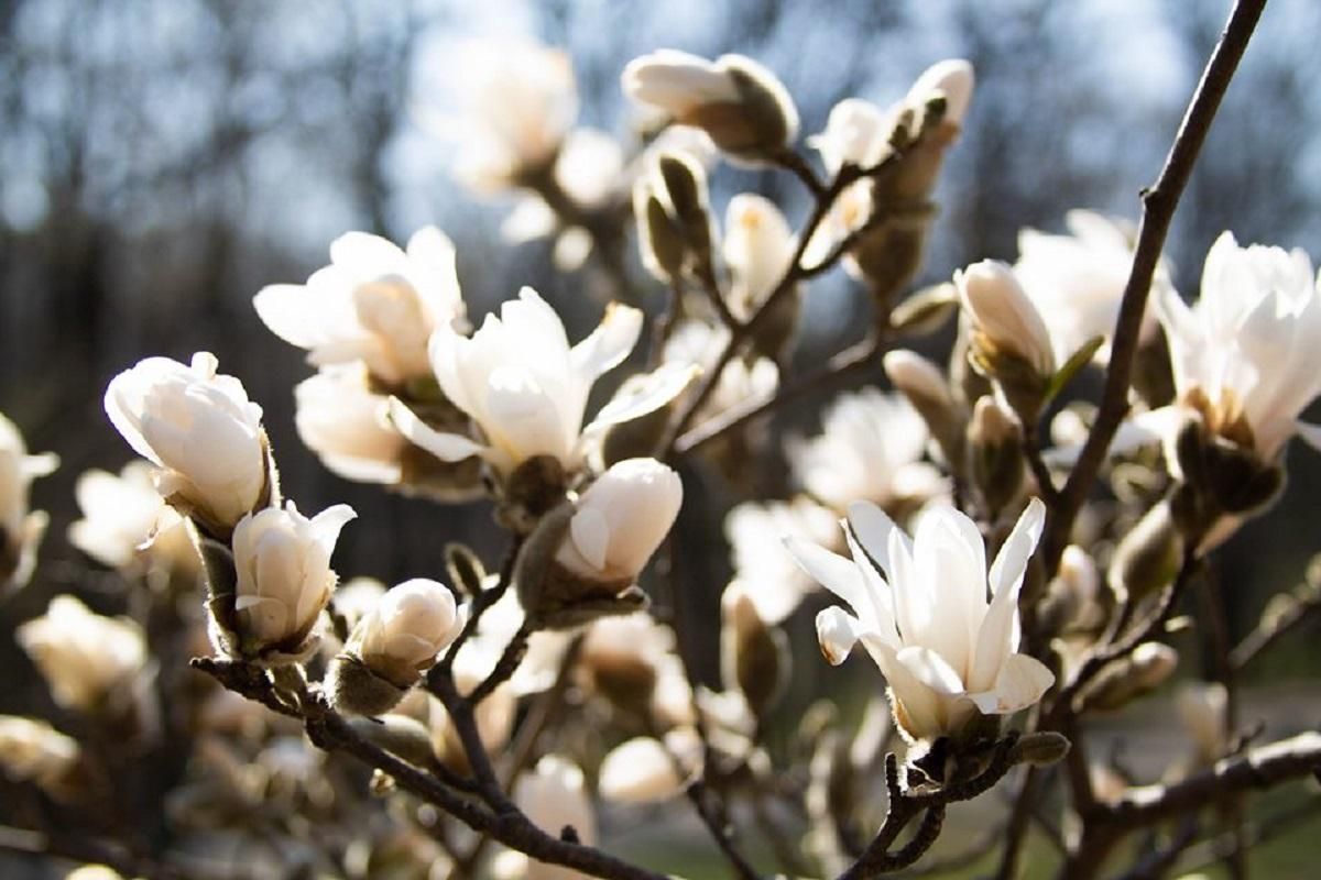 В столице зацвели магнолии: поразительные фото В столице зацвели магнолии: поразительные фото