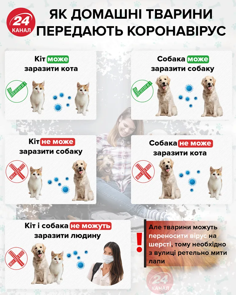 Коронавірус і тварини 