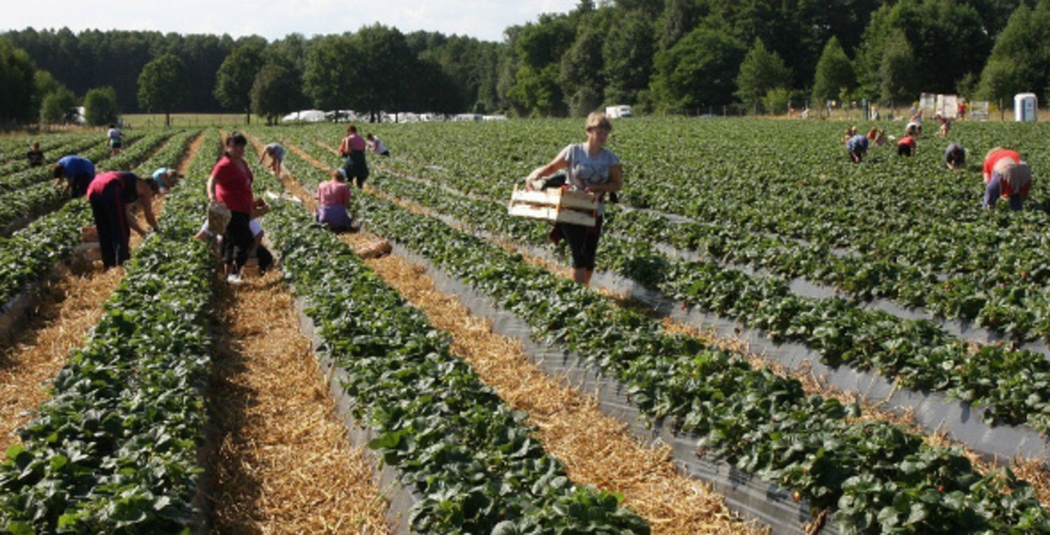 Робота в Фінляндії – по українських заробітчан відправлять чартер Робота в Фінляндії – по українських заробітчан відправлять чартер