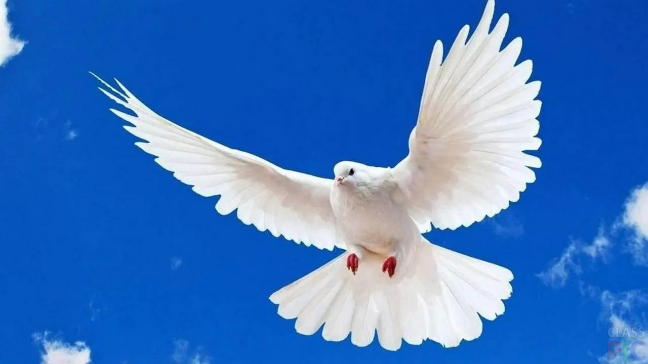 Голуб з благою вістю Голуб з благою вістю