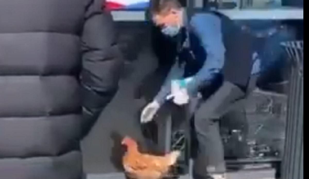 Парень выгуливает курицу на поводке в Днепропетровской области: курьезное видео