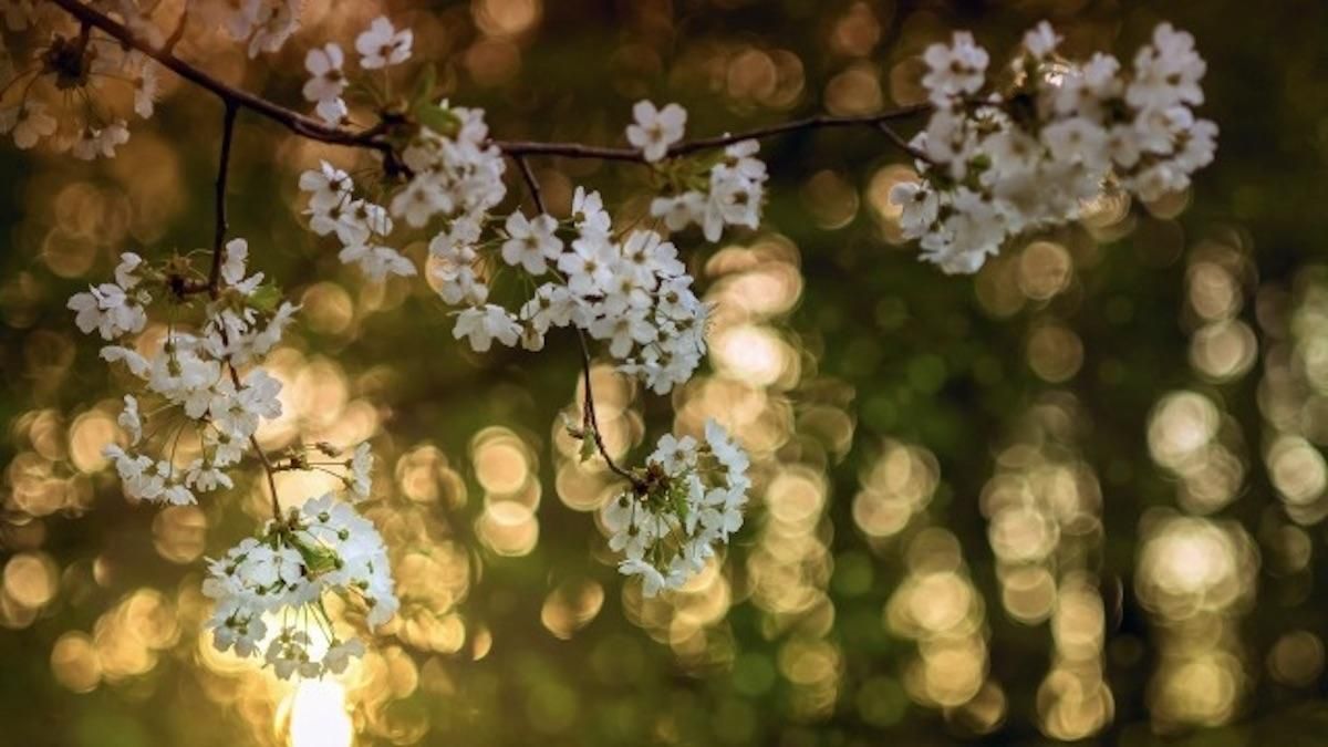 Погода 8 апреля 2020 Украина – что обещают синоптики Погода 8 апреля 2020 Украина – что обещают синоптики