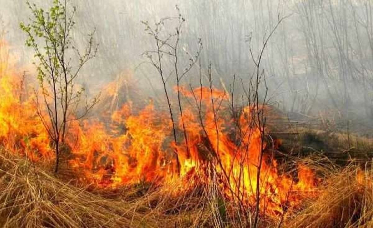 Поджог травы: правительство за повышение штрафов Поджог травы: правительство за повышение штрафов