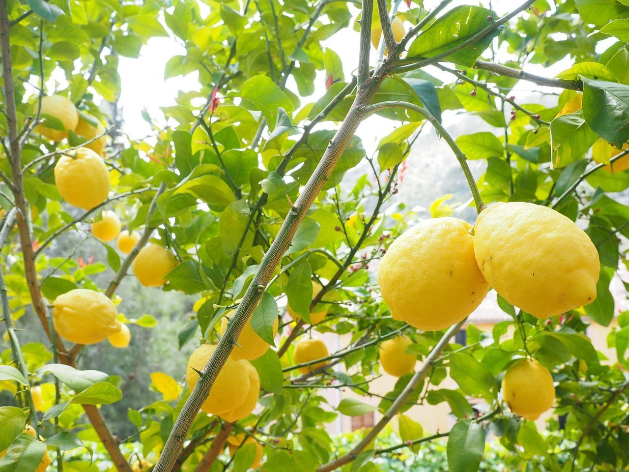 Исчезнут ли лимоны из магазинов Украины – что известно