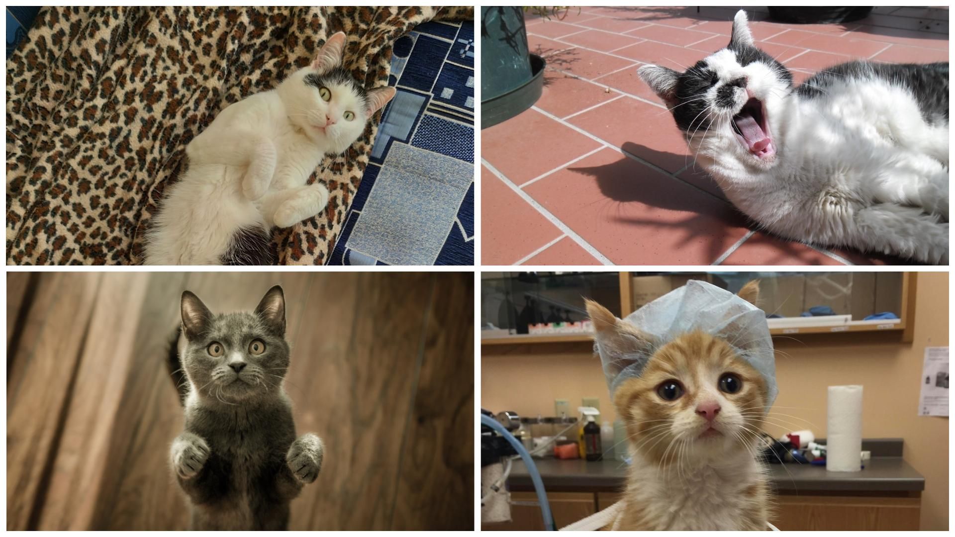 Коты и COVID-19: должны ли домашние животные быть на карантине
