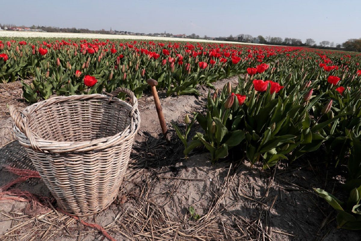 Из-за карантина в Украине уничтожат миллионы цветов: подробности Из-за карантина в Украине уничтожат миллионы цветов: подробности