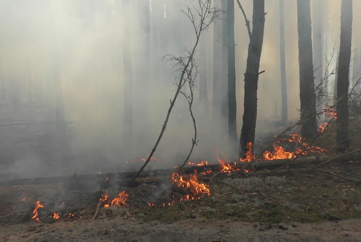 На Житомирщині разом з сухою травою спалили сільську раду: фото