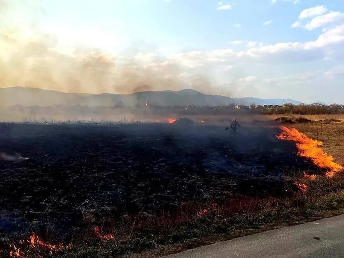 Мужчина сжег 9 гектаров заповедника "Долина нарциссов" в Закарпатье: что ему грозит Мужчина сжег 9 гектаров заповедника "Долина нарциссов" в Закарпатье: что ему грозит