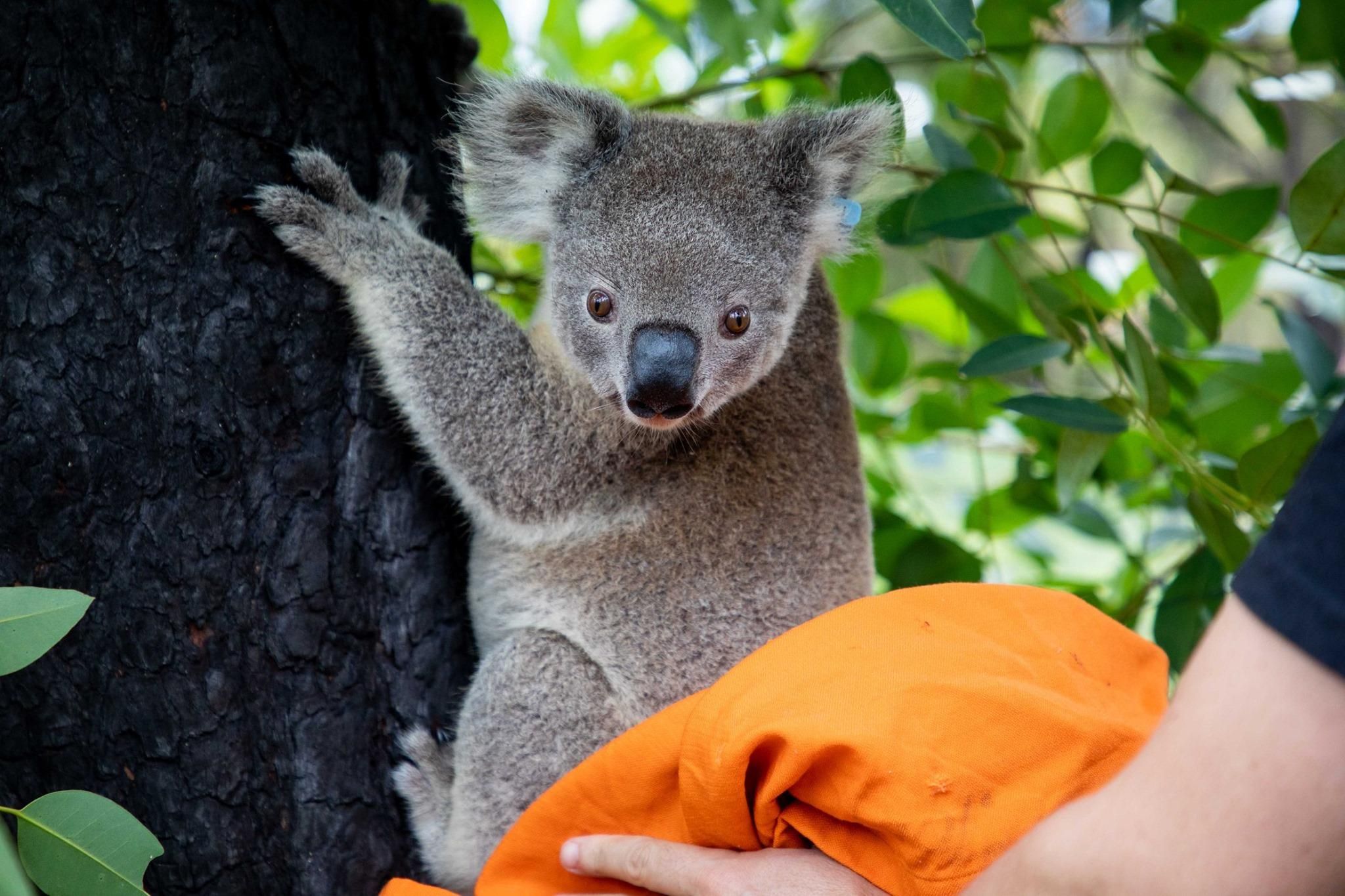 Постраждалі в австралійських пожежах коали повертаються додому: зворушливі фото